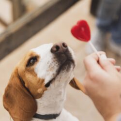10 Compelling Reasons to Choose Adoption from a Rescue Organization