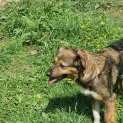 How to: Safely Bring Home a Rescue or Shelter Dog How to: Safely Bring Home a Rescue or Shelter Dog