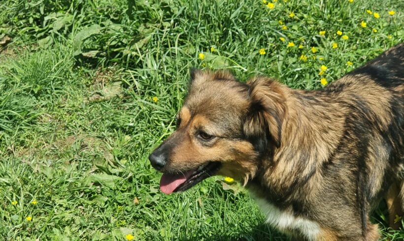 How to: Safely Bring Home a Rescue or Shelter Dog