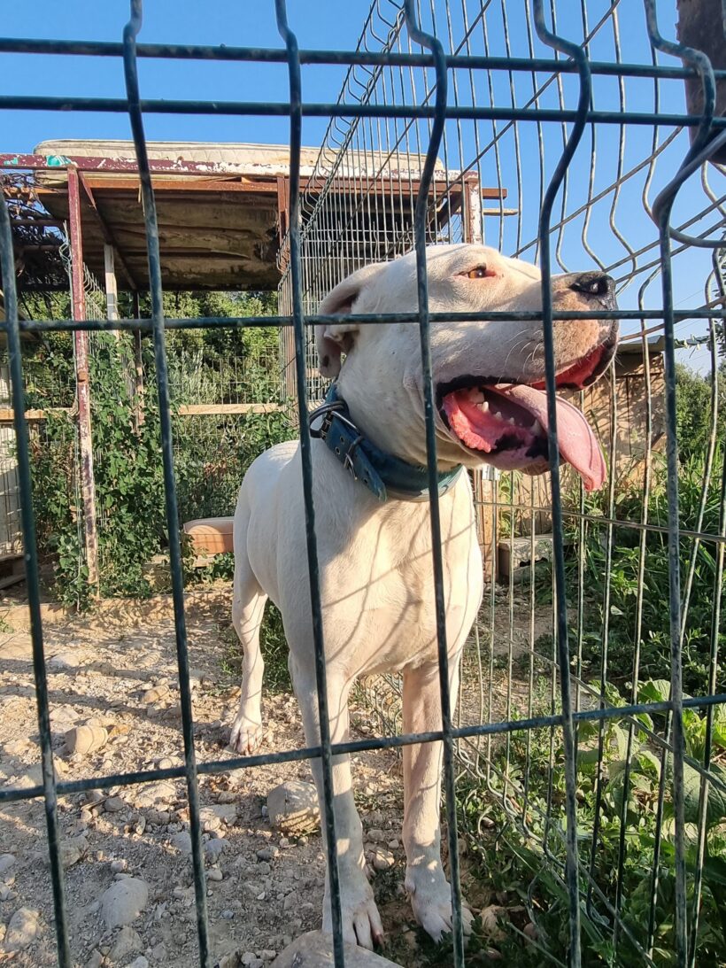 Zeus