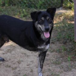 Kiko