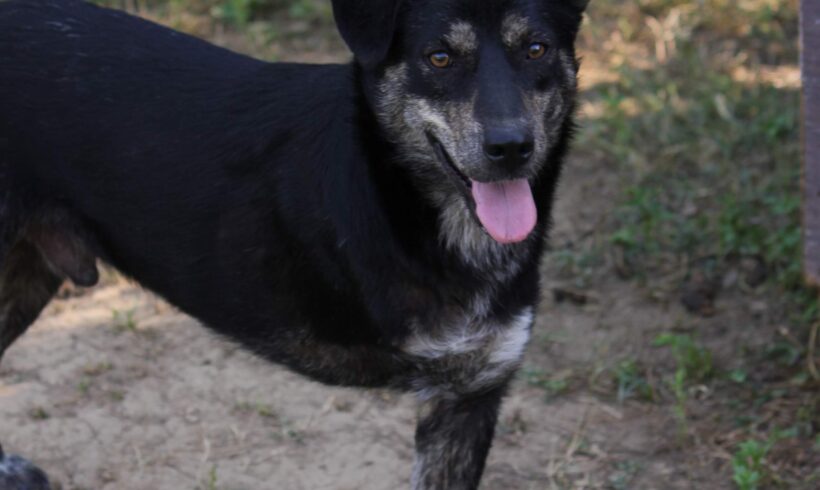 Kiko